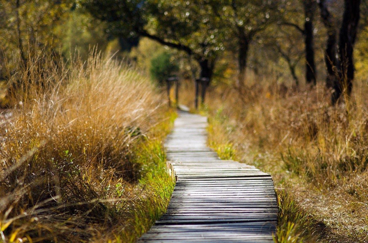 A stable wooden bridge over a stream in a lush forest