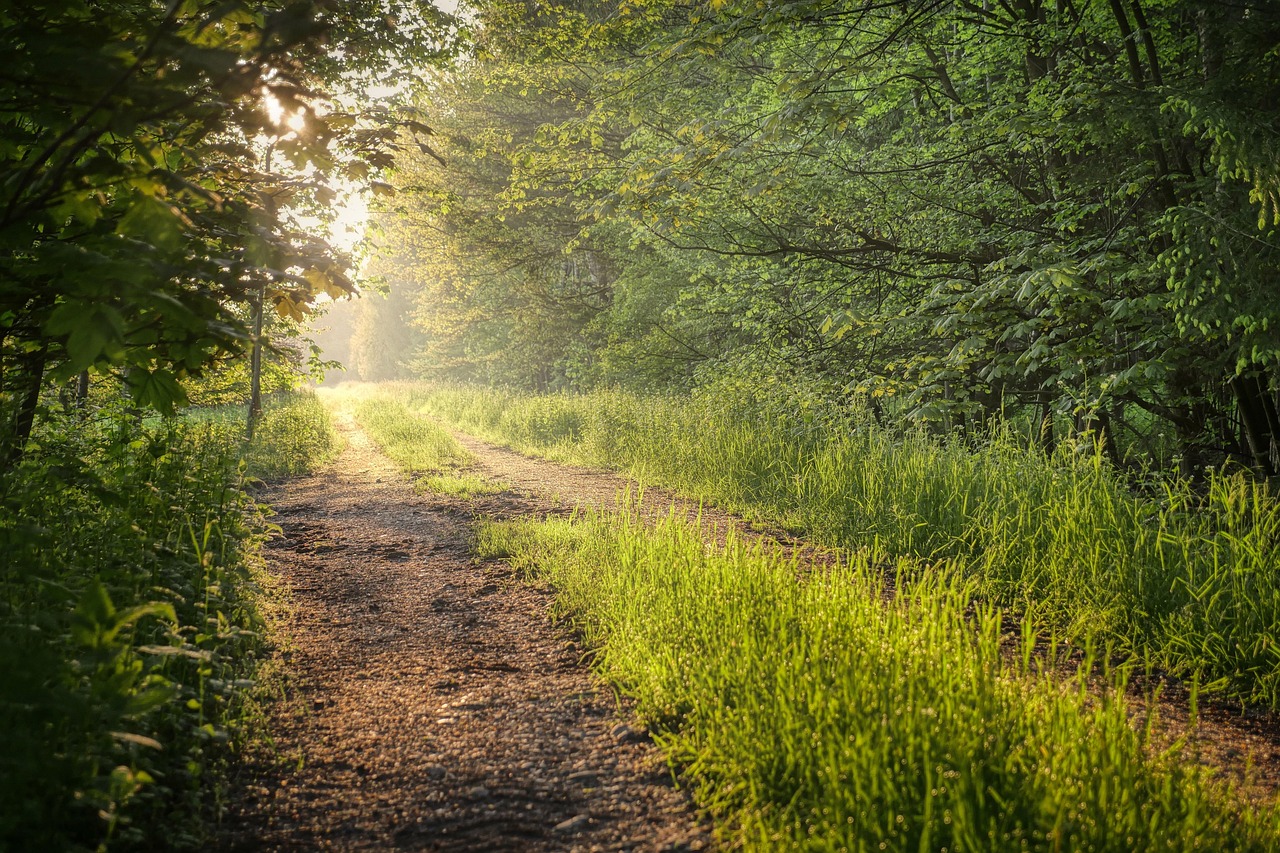 A clear path leading towards a sunrise over a Florida landscape representing a fresh start.