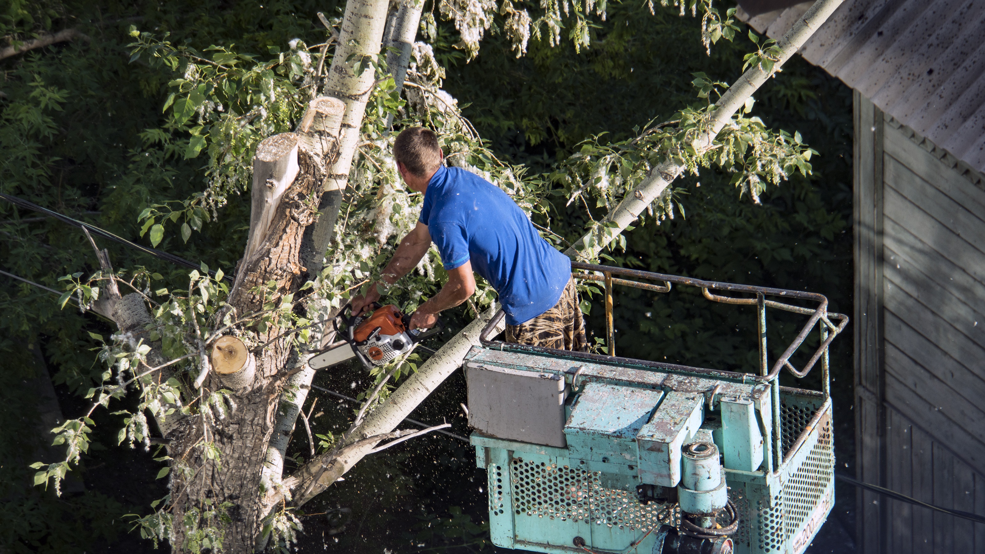An arborist carefully cutting a large branch that hangs dangerously close to a residential roof.
